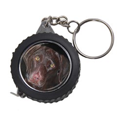 Inquisitive Chocolate Lab Measuring Tape