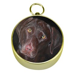 Inquisitive Chocolate Lab Gold Compass