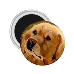 Golden Retriever 2 25  Button Magnet