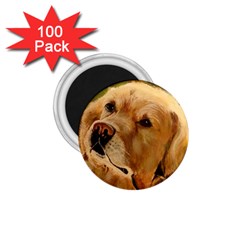 Golden Retriever 1 75  Button Magnet (100 Pack)