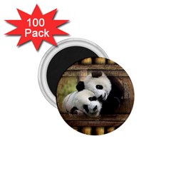 Panda Love 1 75  Button Magnet (100 Pack)