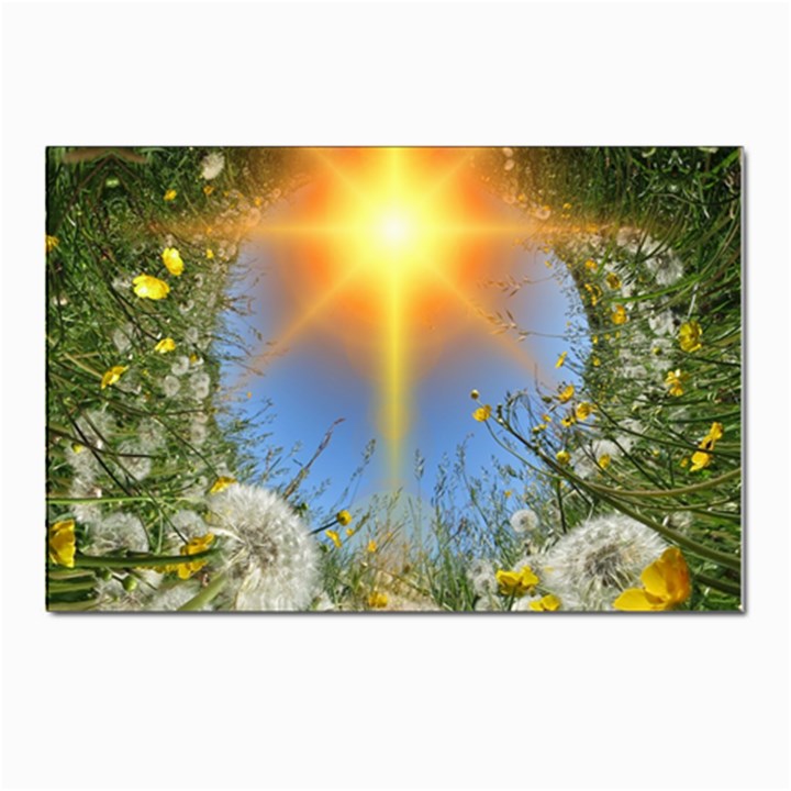 Dandelions Postcard 4 x 6  (10 Pack)