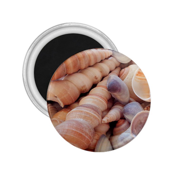 Seashells 3000 4000 2.25  Button Magnet