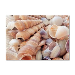 Seashells 3000 4000 A4 Sticker 10 Pack