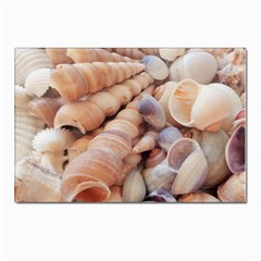 Seashells 3000 4000 Postcard 4 x 6  (10 Pack)