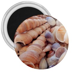 Sea Shells 3  Button Magnet