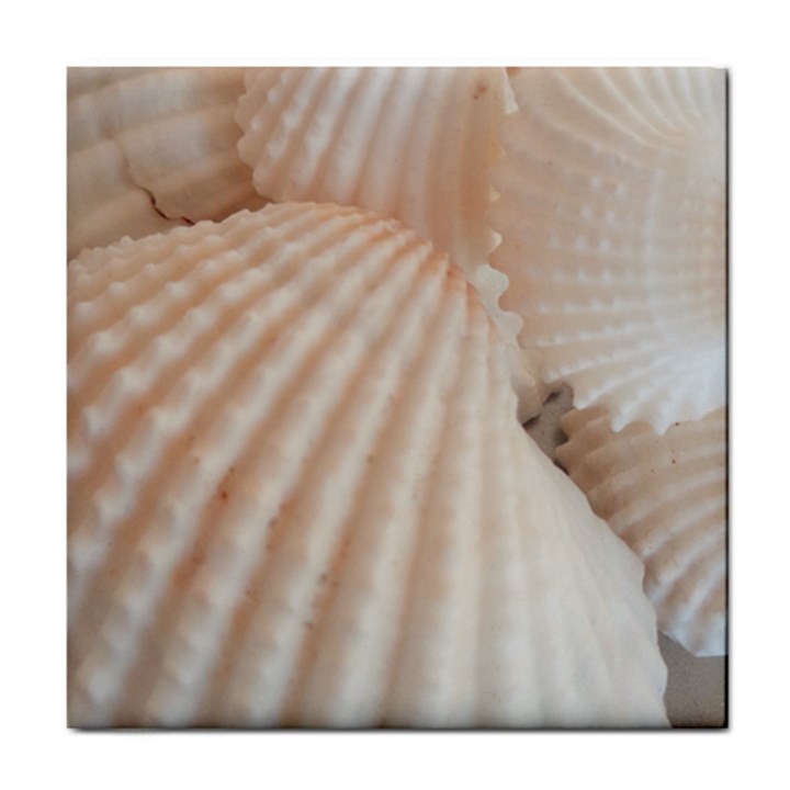 Sunny White Seashells Ceramic Tile