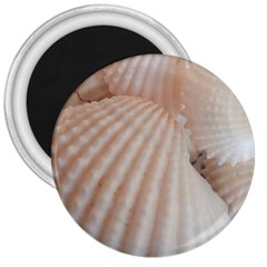 Sunny White Seashells 3  Button Magnet