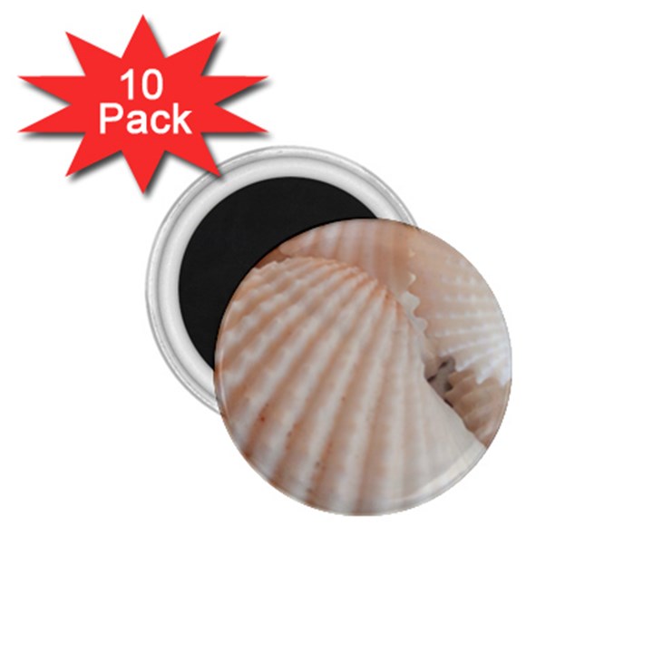 Sunny White Seashells 1.75  Button Magnet (10 pack)