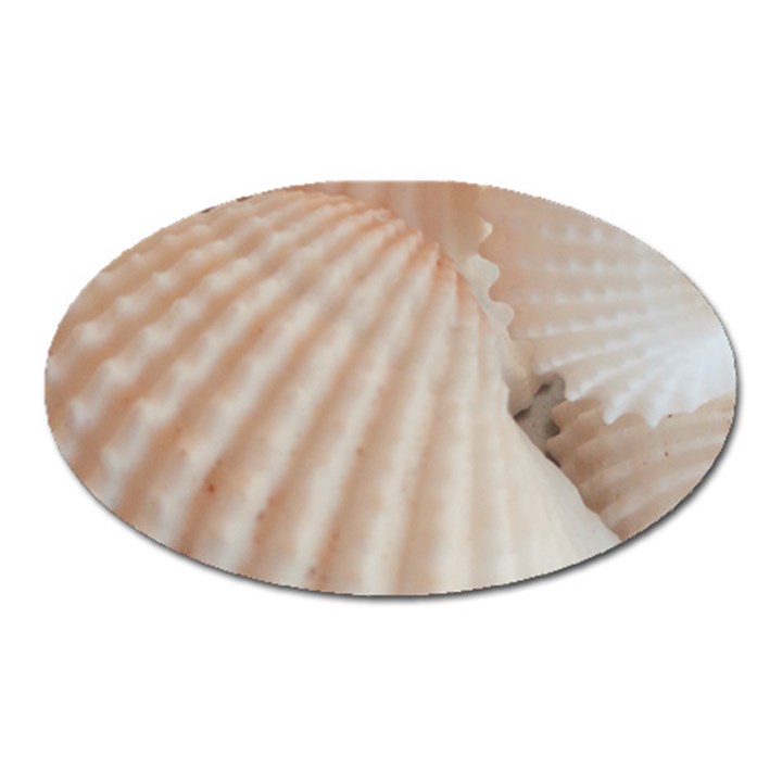 Sunny White Seashells Magnet (Oval)