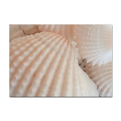 Sunny White Seashells A4 Sticker 10 Pack