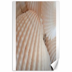 Sunny White Seashells Canvas 24  X 36  (unframed) by yoursparklingshop