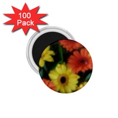 Orange Yellow Daisy Flowers Gerbera 1 75  Button Magnet (100 Pack)