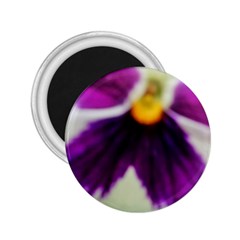 Inside Purple White Violet Flower 2 25  Button Magnet