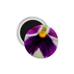 Inside Purple White Violet Flower 1 75  Button Magnet