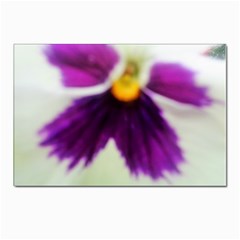 Inside Purple White Violet Flower Postcard 4 x 6  (10 Pack)