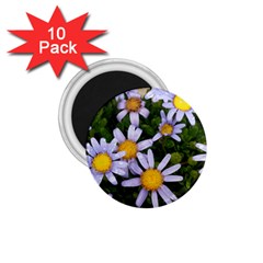 Yellow White Daisy Flowers 1 75  Button Magnet (10 Pack) by yoursparklingshop