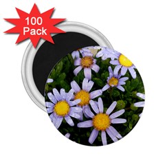 Yellow White Daisy Flowers 2 25  Button Magnet (100 Pack)