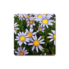 Yellow White Daisy Flowers Magnet (square)