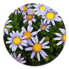 Yellow White Daisy Flowers Magnet 5  (round)