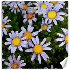 Yellow White Daisy Flowers Canvas 16  X 16  (unframed)