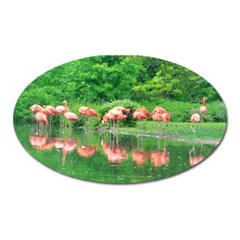 Flamingo Birds At Lake Magnet (oval)