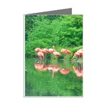 Flamingo Birds at lake Mini Greeting Card (8 Pack) Right