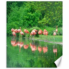 Flamingo Birds At Lake Canvas 8  X 10  (unframed)