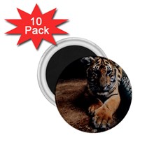 Photo  1 75  Button Magnet (10 Pack)