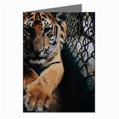 Photo  Greeting Card (8 Pack) by things9things