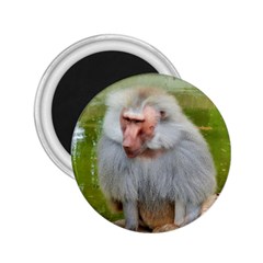 Grey Monkey Macaque 2 25  Button Magnet