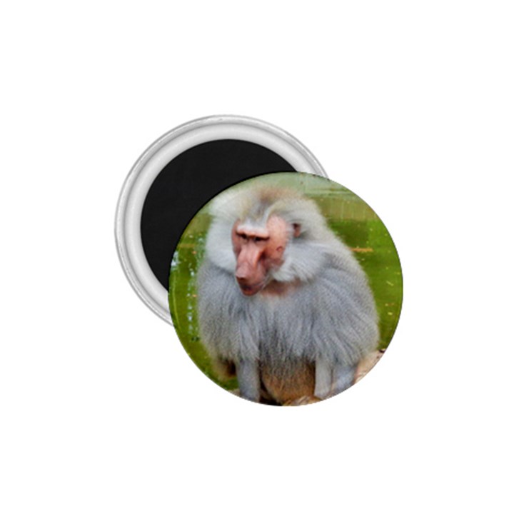 Grey Monkey Macaque 1.75  Button Magnet