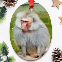 Grey Monkey Macaque Oval Ornament by yoursparklingshop