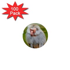 Grey Monkey Macaque 1  Mini Button (100 Pack)