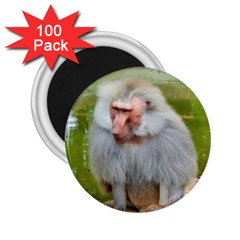 Grey Monkey Macaque 2 25  Button Magnet (100 Pack)