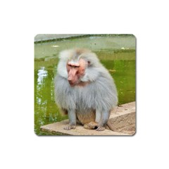 Grey Monkey Macaque Magnet (square)