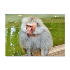 Grey Monkey Macaque A4 Sticker 10 Pack