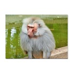 Grey Monkey Macaque A4 Sticker 100 Pack Front