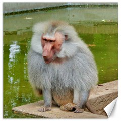 Grey Monkey Macaque Canvas 20  X 20  (unframed)