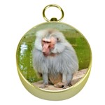 Grey Monkey Macaque Gold Compass Front