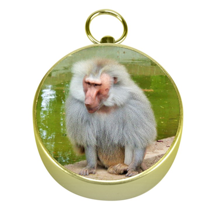 Grey Monkey Macaque Gold Compass