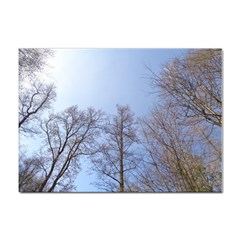 Large Trees In Sky A4 Sticker 100 Pack