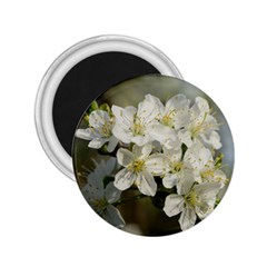 Spring Flowers 2 25  Button Magnet