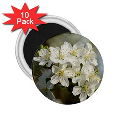 Spring Flowers 2 25  Button Magnet (10 Pack) by anstey