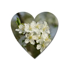 Spring Flowers Magnet (heart) by anstey