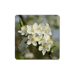 Spring Flowers Magnet (square) by anstey