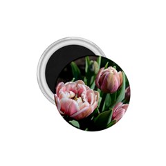 Tulips 1 75  Button Magnet by anstey