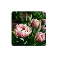 Tulips Magnet (square) by anstey