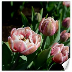 Tulips Canvas 12  X 12  (unframed) by anstey