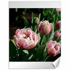 Tulips Canvas 12  X 16  (unframed)